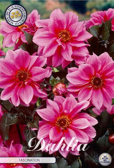 <h4>Dahlia Fascination x1</h4>