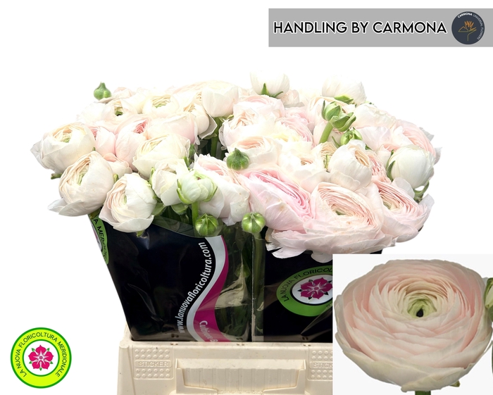 <h4>RAN SU HANOI</h4>