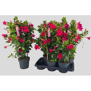 Mandevilla sundaville 'Red'