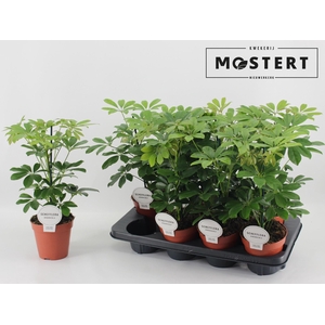 Schefflera arbo. Nora