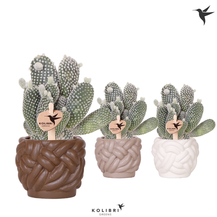 <h4>Opuntia Microdasys Albispina Keramiek Rope</h4>