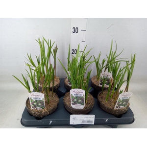 Fritillaria meleagris