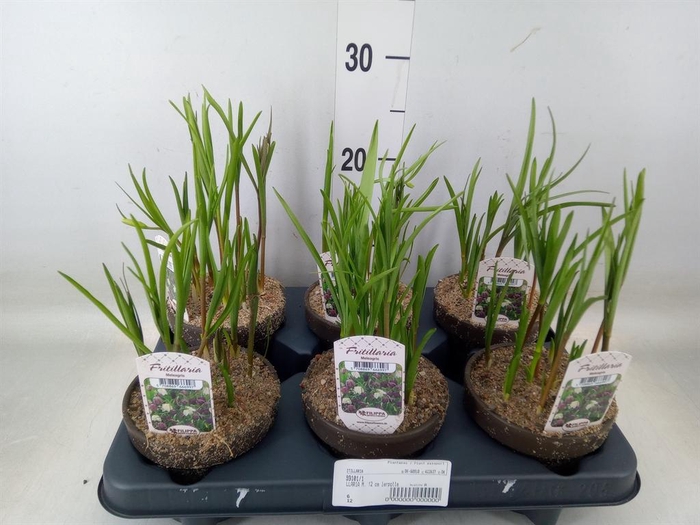 <h4>Fritillaria meleagris</h4>