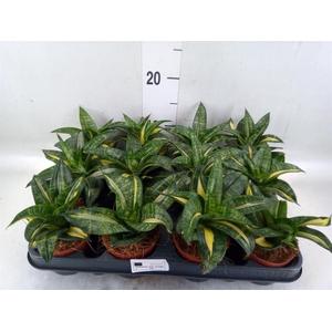 Sansevieria trifa. 'Hahnii'