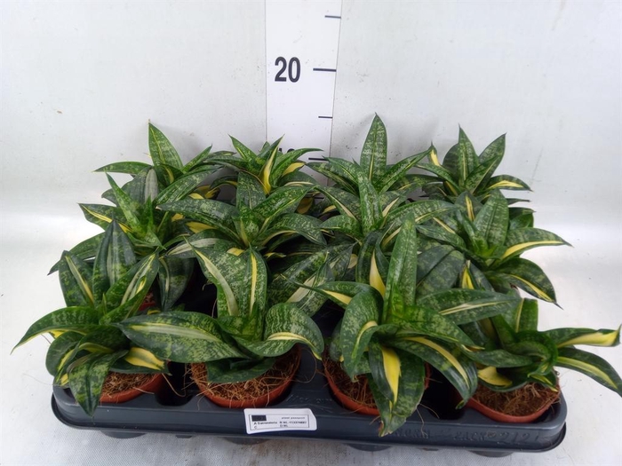 <h4>Sansevieria trifa. 'Hahnii'</h4>