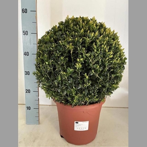 BUXUS BOL 50 CM