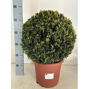 BUXU SEMPERVIRENS