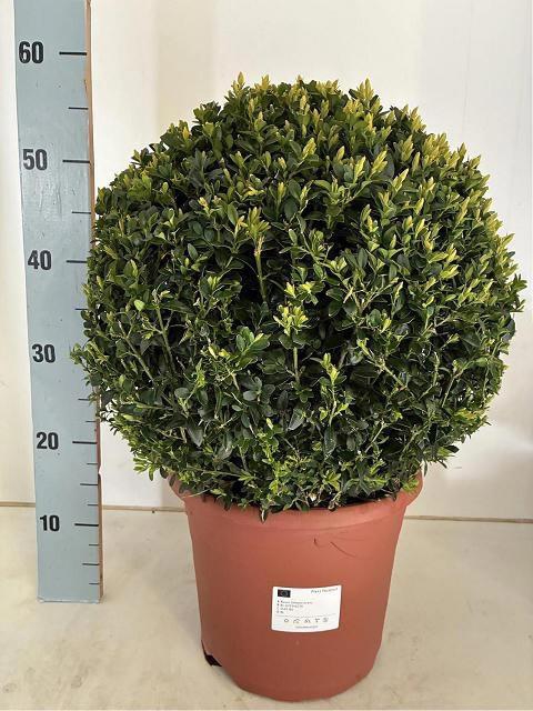 <h4>BUXU SEMPERVIRENS</h4>