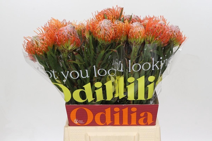 <h4>Nutans Tango</h4>