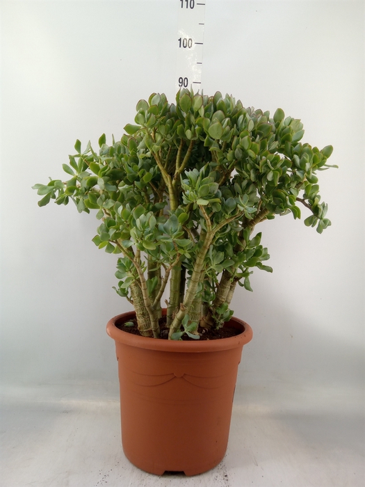 <h4>Crassula arborescens</h4>