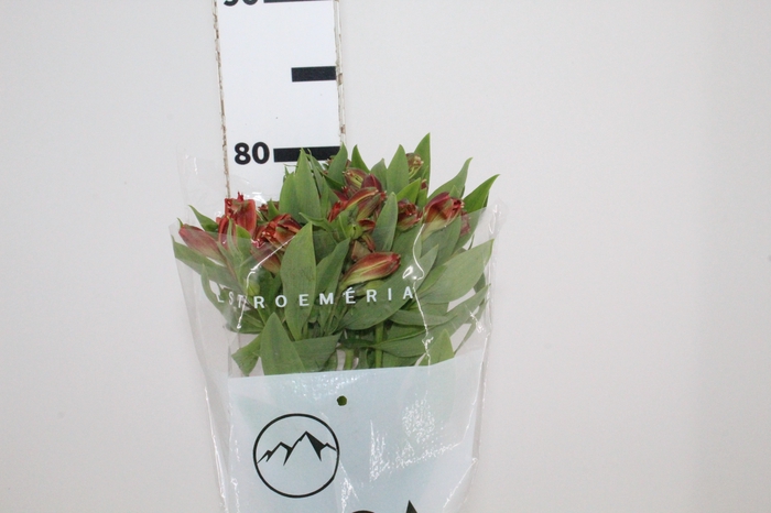 <h4>ALSTROEMERIA CINNAMON 080 CM</h4>