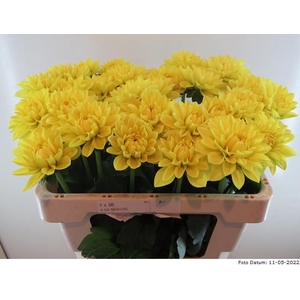 Dahlia Sunlady Baars