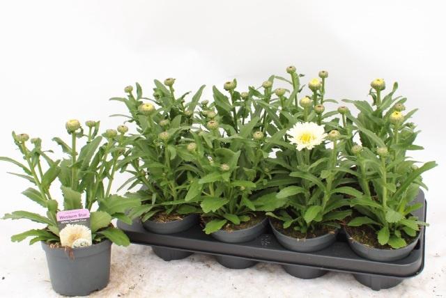 <h4>LEUC MAXIMUM</h4>