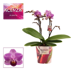 Phalaenopsis multiflora 2 tak Dreamer (Scenza)