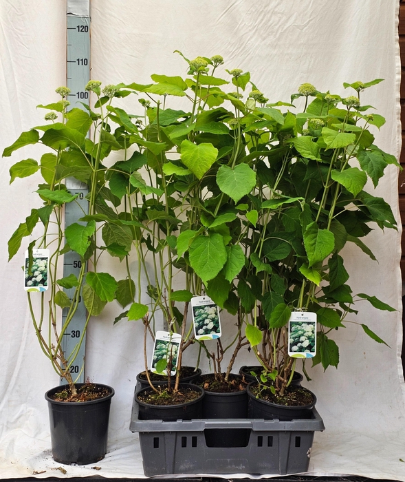 <h4>HYDR A ANNABELLE</h4>