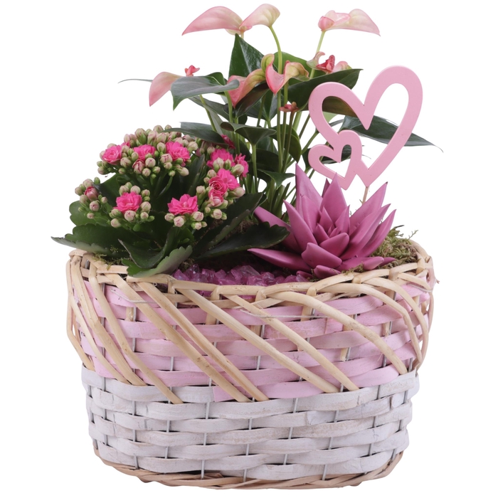 <h4>Mothersday Arr. Indoor Willow Basket Oval Threetone Ø25cm 3PP</h4>
