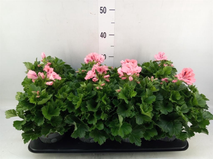 <h4>Pelargonium gran.   ..</h4>