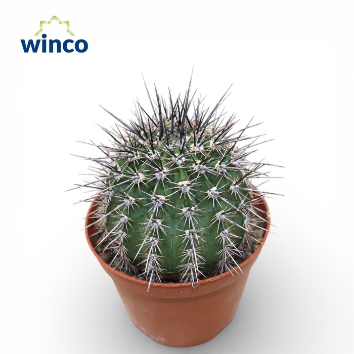 <h4>Lobivia Aurea Var. Fallax</h4>