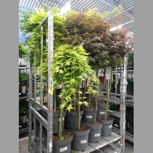 Acer palmatum