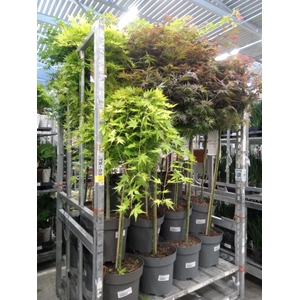 Acer palmatum