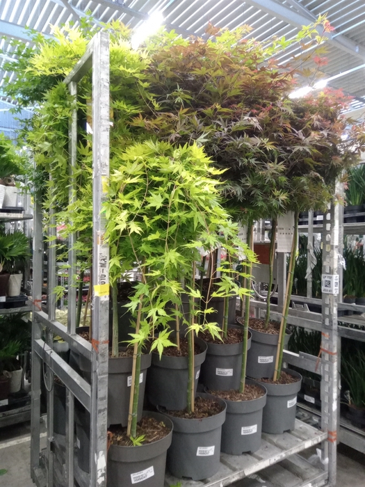 <h4>Acer palmatum</h4>