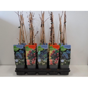 Vaccinium mix