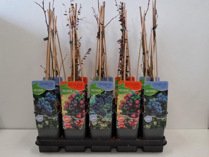 <h4>Vaccinium mix</h4>