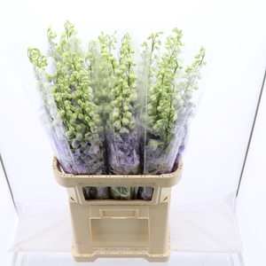 Delphinium DU 'Dev Lavender Love'
