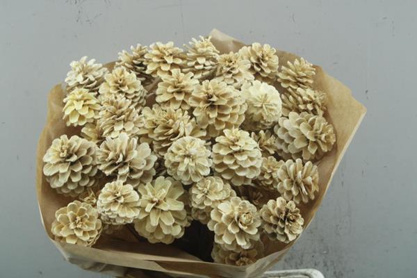 <h4>Droog Denneappel Gebleekt X40</h4>