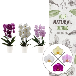 Your Natural Orchid | Cascade mix Anna keramiek | Phal 2 spike