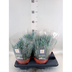 Curio ficoides 'Stelvio'