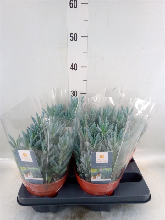 <h4>Curio ficoides 'Stelvio'</h4>