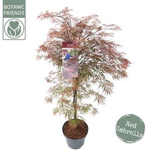 Acer palm. 'Garnet' C14 struik