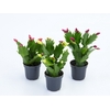 FLOR DE MAIO P06