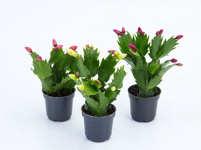 FLOR DE MAIO P06