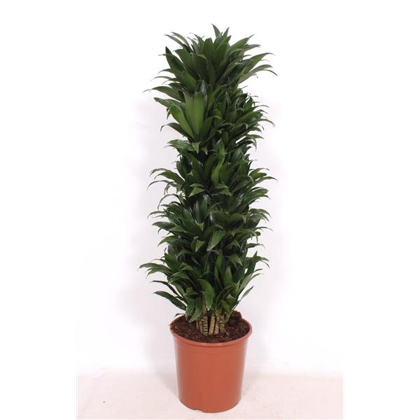 <h4>Dracaena fra Compacta Grp 'Compacta'</h4>