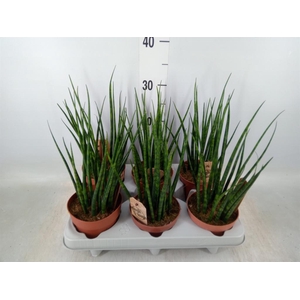 Sansevieria  'Fernwood'