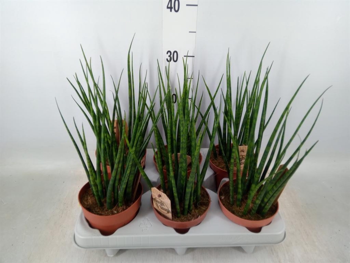 <h4>Sansevieria  'Fernwood'</h4>