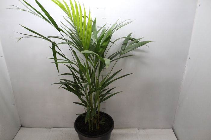 <h4>ARECA BAMBU P24</h4>