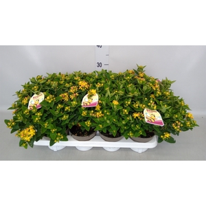 Hypericum   ...