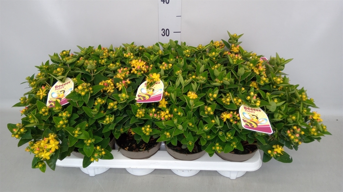 <h4>Hypericum   ...</h4>