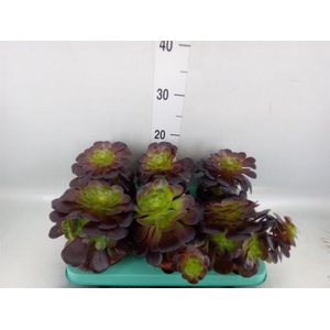 Aeonium   ...