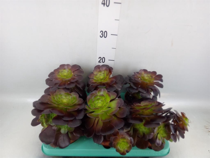 <h4>Aeonium ...</h4>
