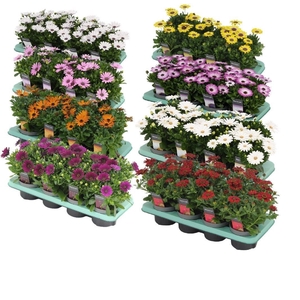 Osteospermum mixkar met 2 lagen specialties Decorum