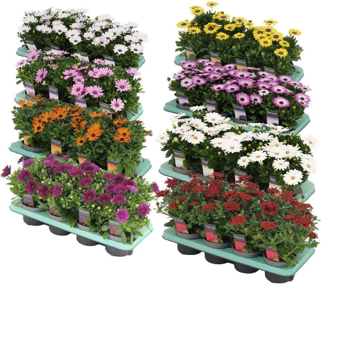 <h4>Osteospermum mixkar met 2 lagen specialties Decorum</h4>