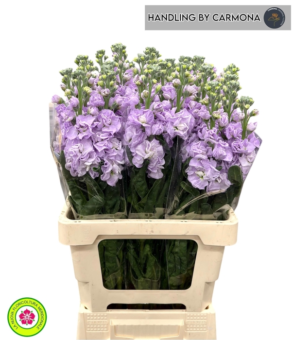 <h4>MATTH IRON MARINE</h4>