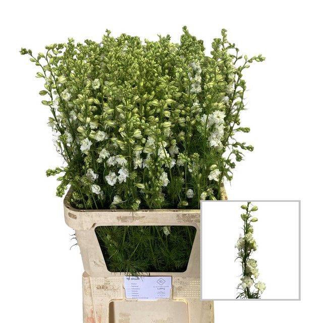 <h4>Delph Ridder White Bloemenliefde</h4>