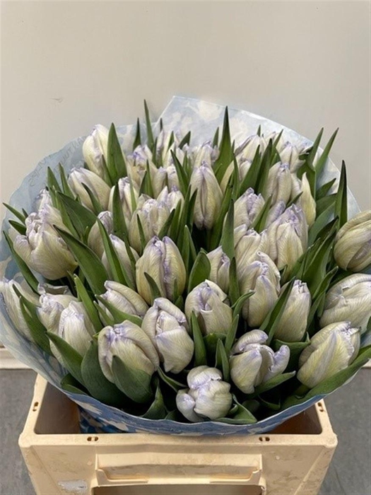 <h4>Tu Kb Butterfly</h4>