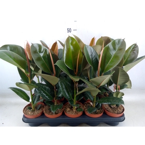 Ficus elastica 'Robusta'
