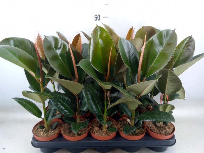 <h4>Ficus elastica 'Robusta'</h4>